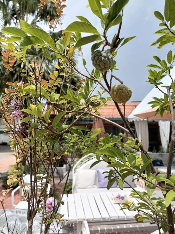 فندق بالم سويت براشاوب خيرى خان المظهر الخارجي الصورة